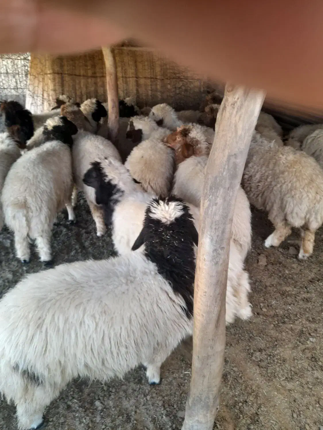 بره|حیوانات مزرعه|آبدانان, |دیوار