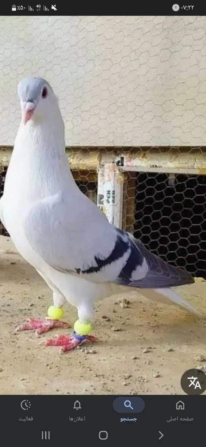 توقی سینه ای،اصفهانی ،ابلغ سبز زیبا|پرنده|مهریز, |دیوار