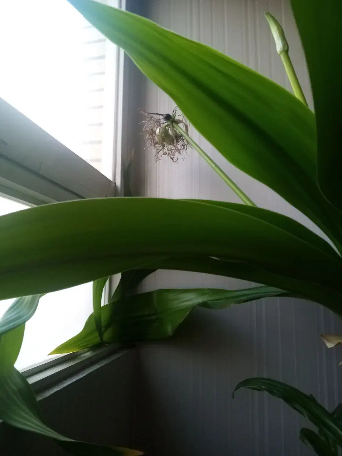 اشک ملکه|گل و گیاه طبیعی|اصفهان, محمودیه|دیوار