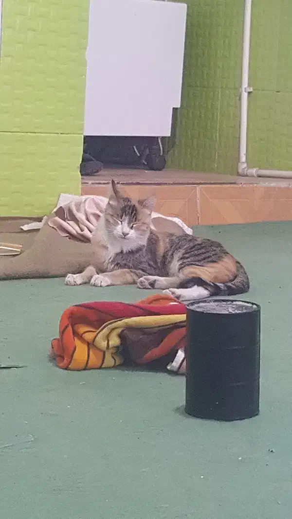 گربه یه هفته هست برنگشته خونه|حیوانات|اردبیل, |دیوار