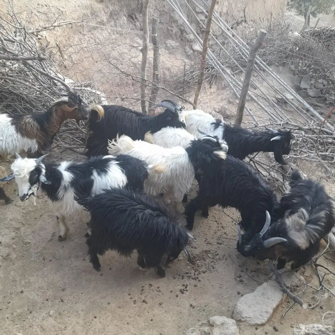 ۹راس بزغاله نر،جفتی ۵۰تا۵۵ کیلو هستن|حیوانات مزرعه|پاپی, |دیوار