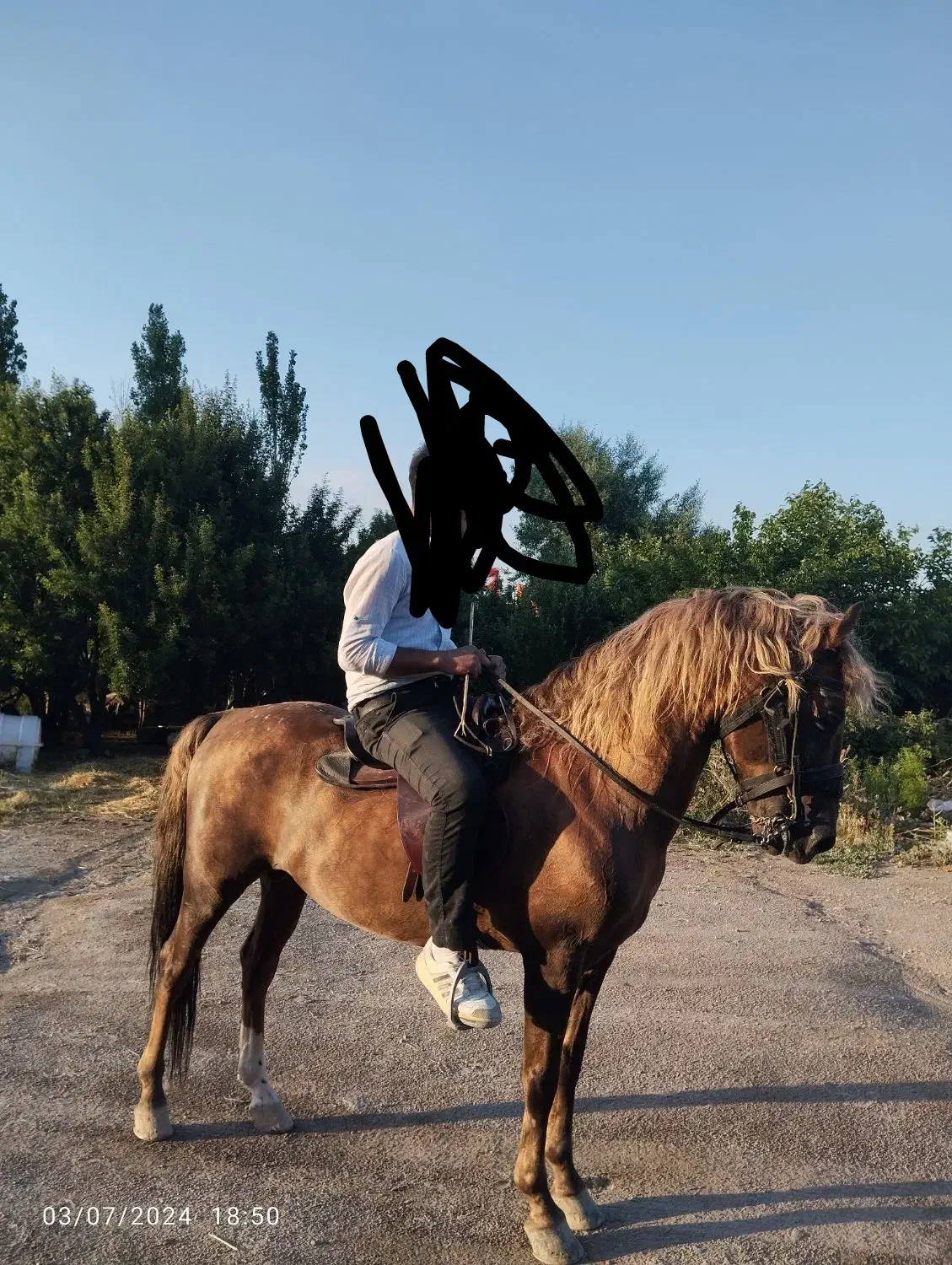 اسب کرد نریون|اسب و تجهیزات اسبسواری|تبریز, |دیوار