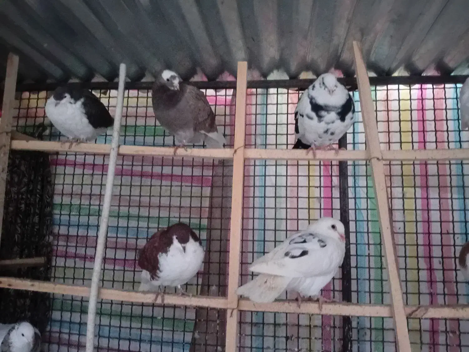 کفتر|پرنده|نیشابور, فردوس شمالی|دیوار