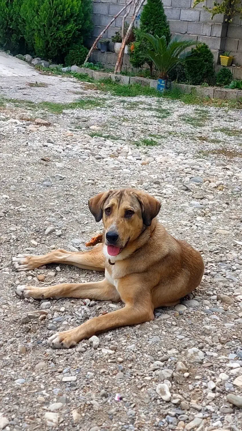 واگذاری سگپژدر|سگ|دالخانی, |دیوار