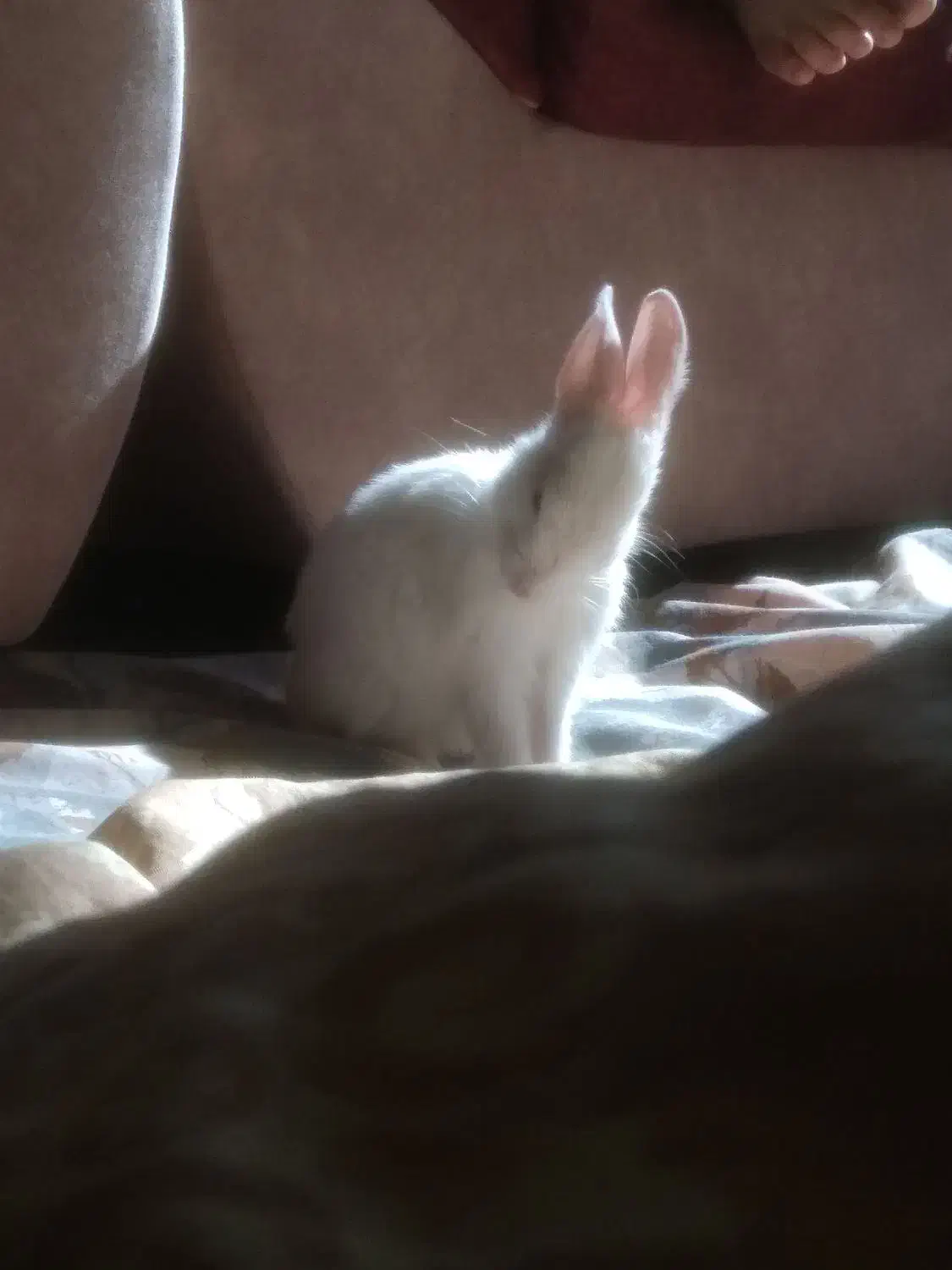 خرگوش اهلی|موش و خرگوش|مشهد, آزادشهر|دیوار