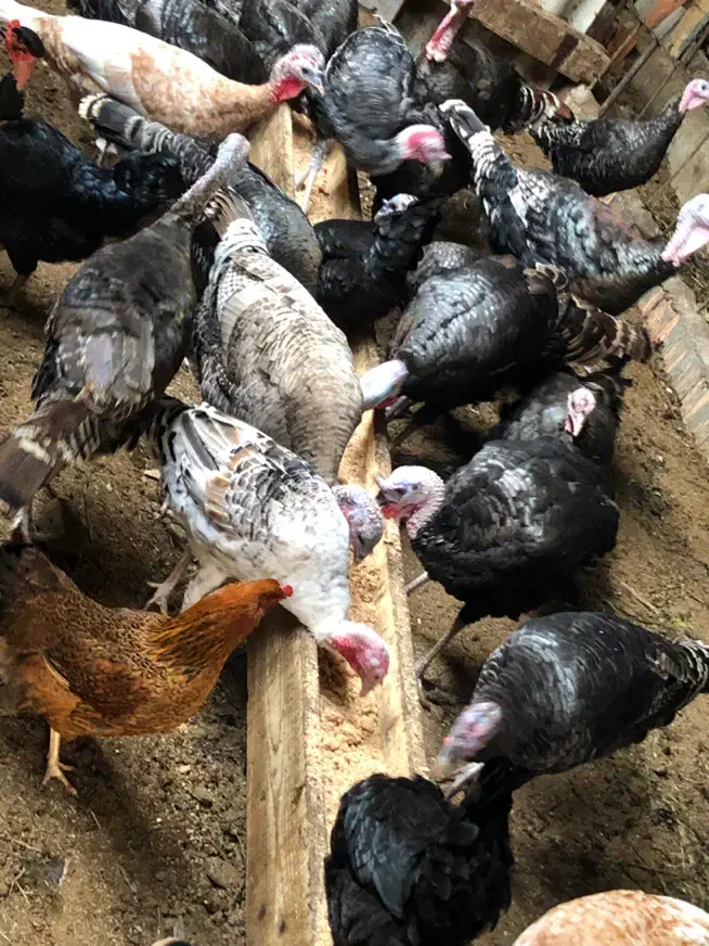 بوقلمون اصیل ارگانیک و تخم نطفه دار|حیوانات مزرعه|قائم‌شهر, |دیوار