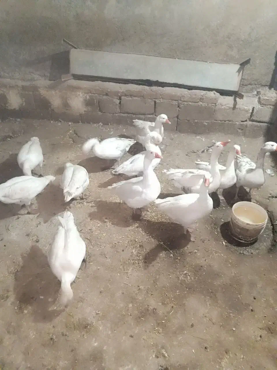 غاز|حیوانات مزرعه|کنگاور, |دیوار