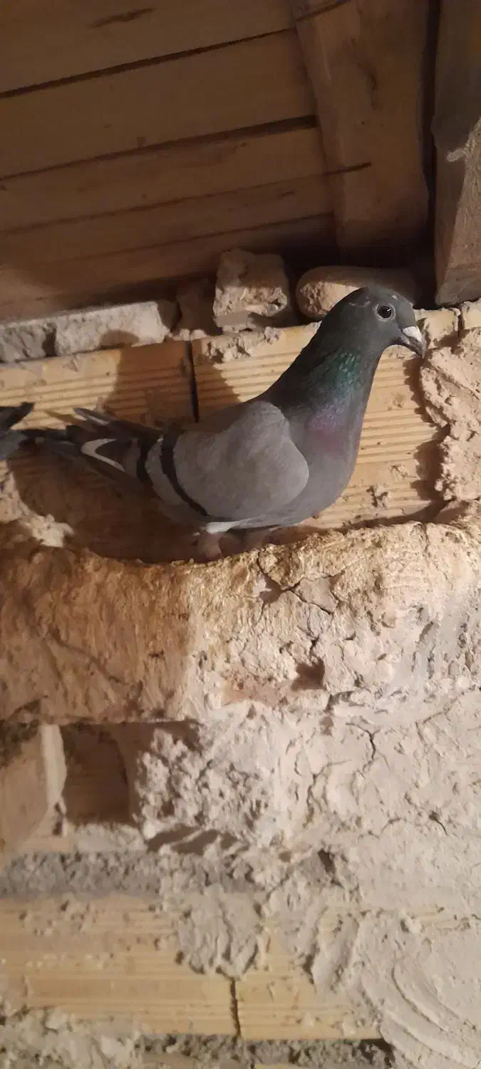 کفتر مسافتی ماده|پرنده|اهر, |دیوار