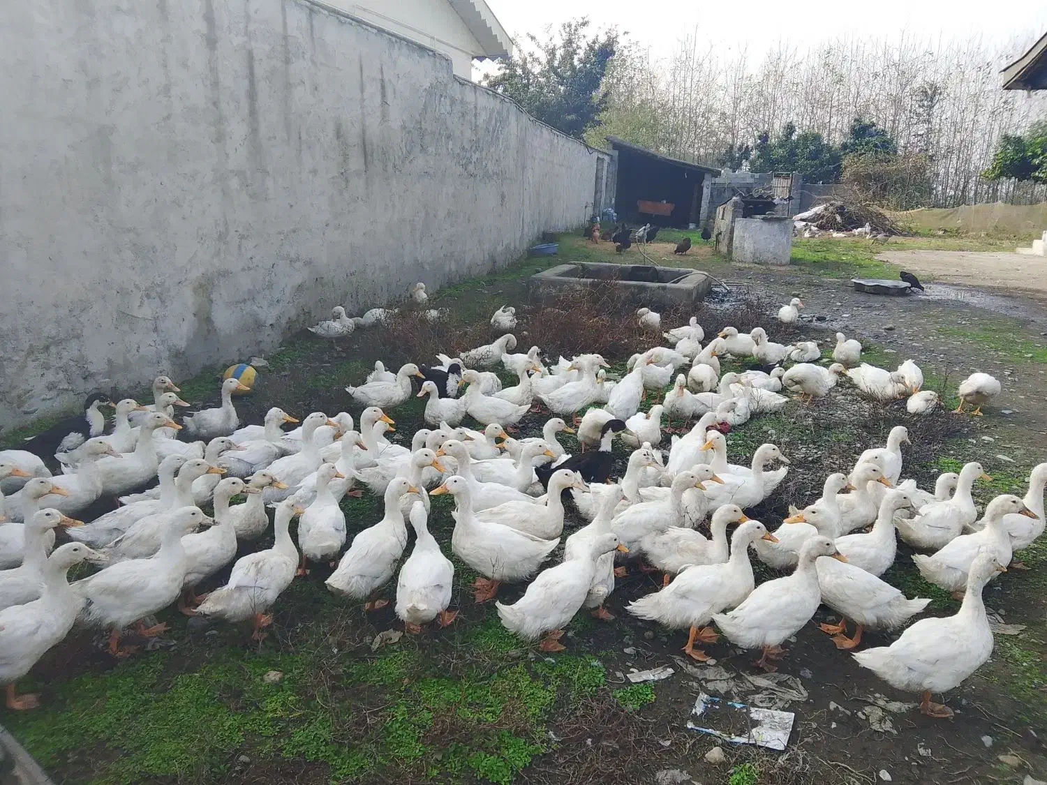 اردک پکنی|حیوانات مزرعه|رضوانشهر, |دیوار