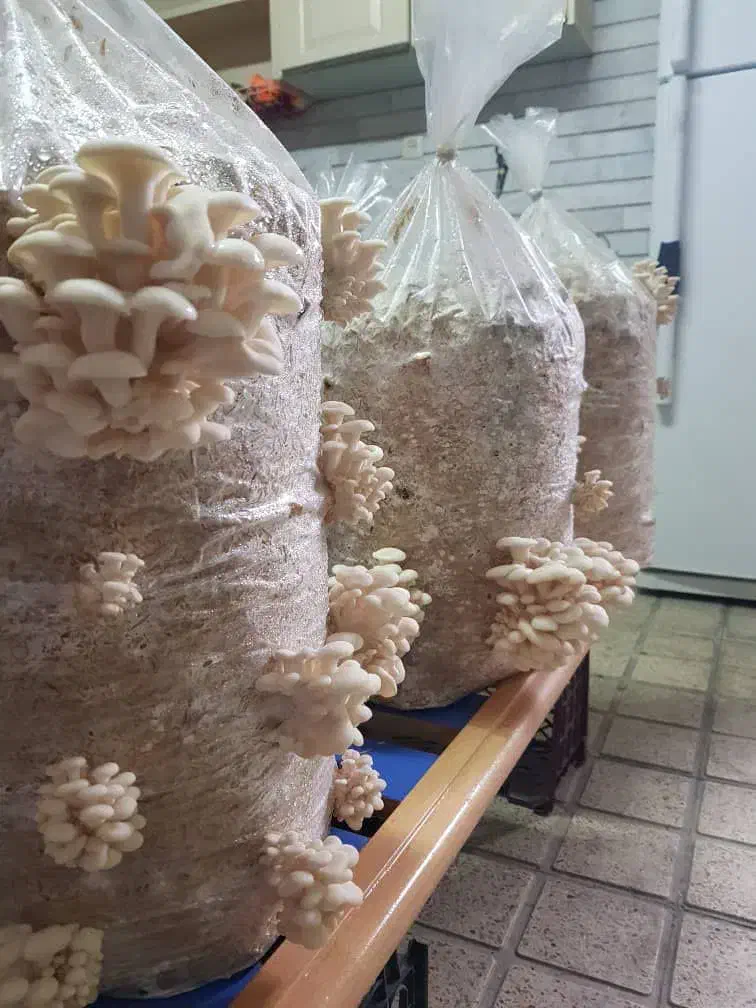 فروش بذر قارچ صدفی|گل و گیاه طبیعی|قم, شهرک مهدیه|دیوار