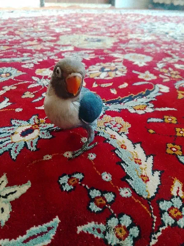 کوتوله دستی|پرنده|اردکان, |دیوار