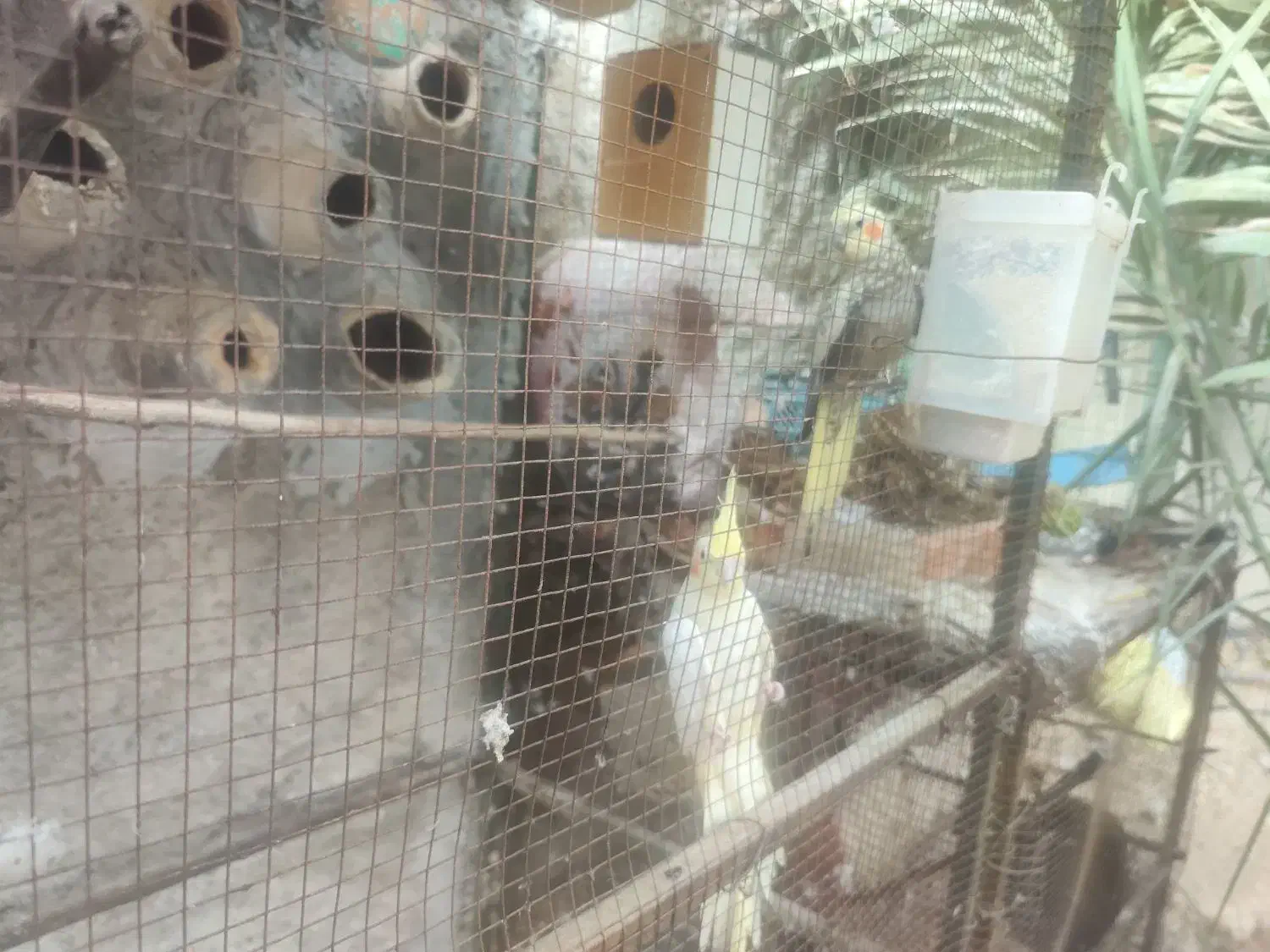 یک جفت عروس هلندی کار داده|پرنده|جم, |دیوار