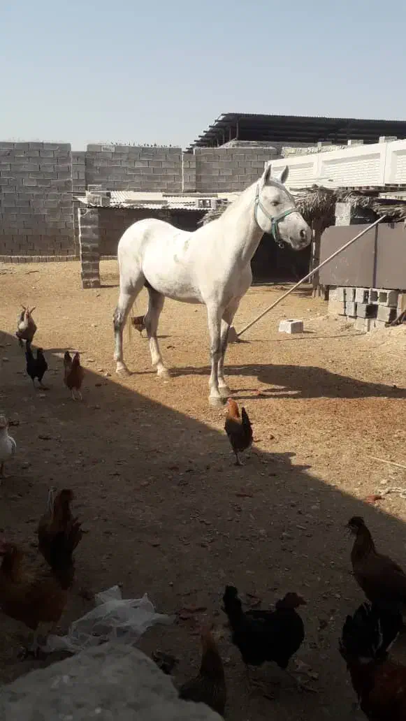 اسب|اسب و تجهیزات اسبسواری|بهبهان, |دیوار