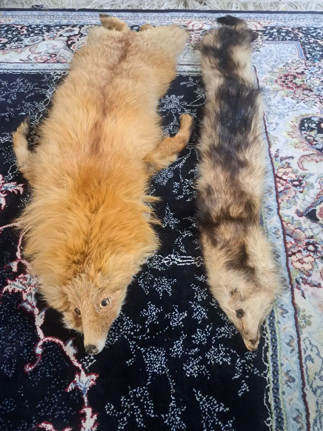 روباه دباغی شده|صنایع دستی و سایر لوازم تزئینی|باقرشهر, |دیوار