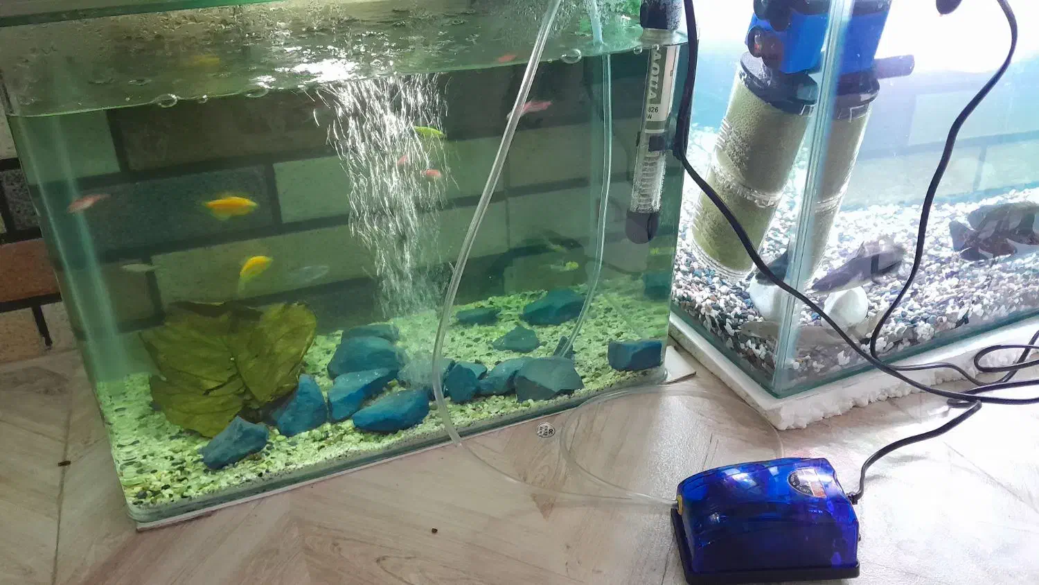 ماهی با اکواریم|ماهی|مشکین‌دشت, |دیوار