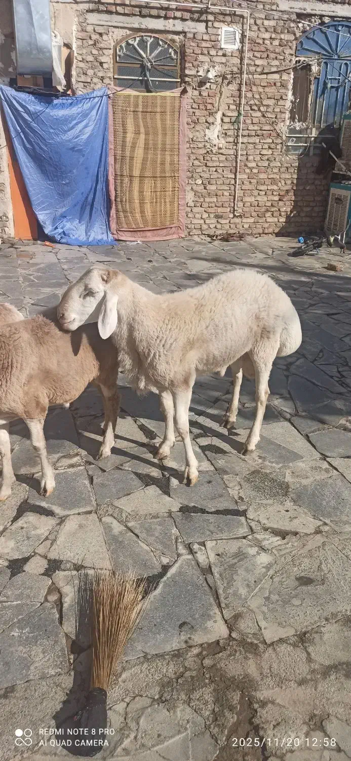 بره نر و ماده و قوچ چینی|حیوانات مزرعه|زاهدان, |دیوار