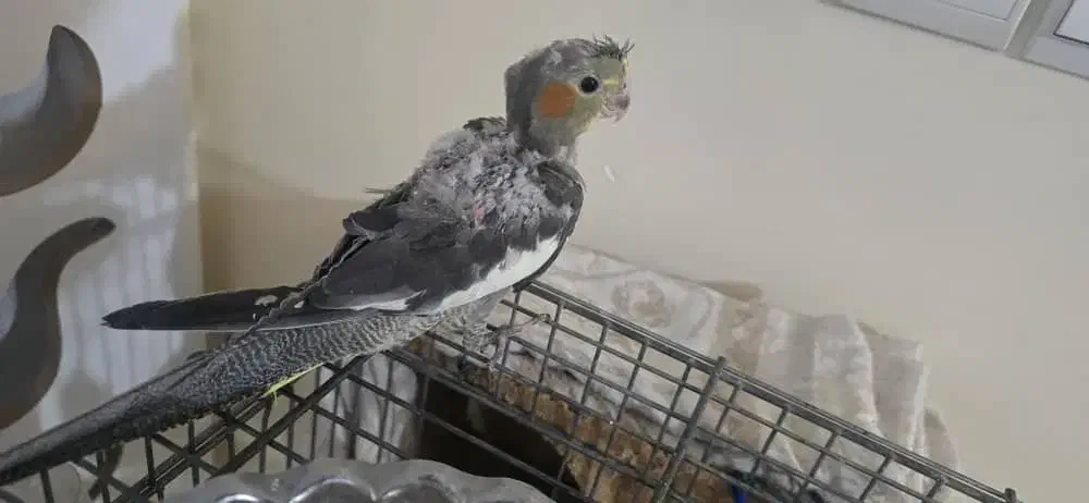 عروس هلندی همه باهم ۱میلیون|پرنده|تهران, افسریه شمالی|دیوار