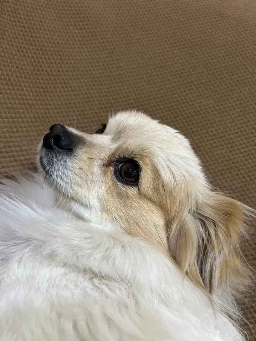 سگ گمشده|سگ|کرج, شاهین‌ویلا|دیوار