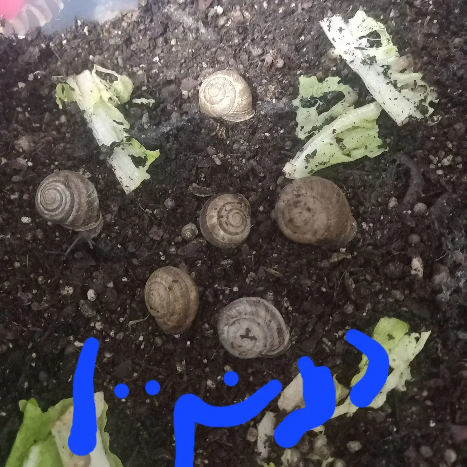 حلزون|خزنده|کرمان, |دیوار