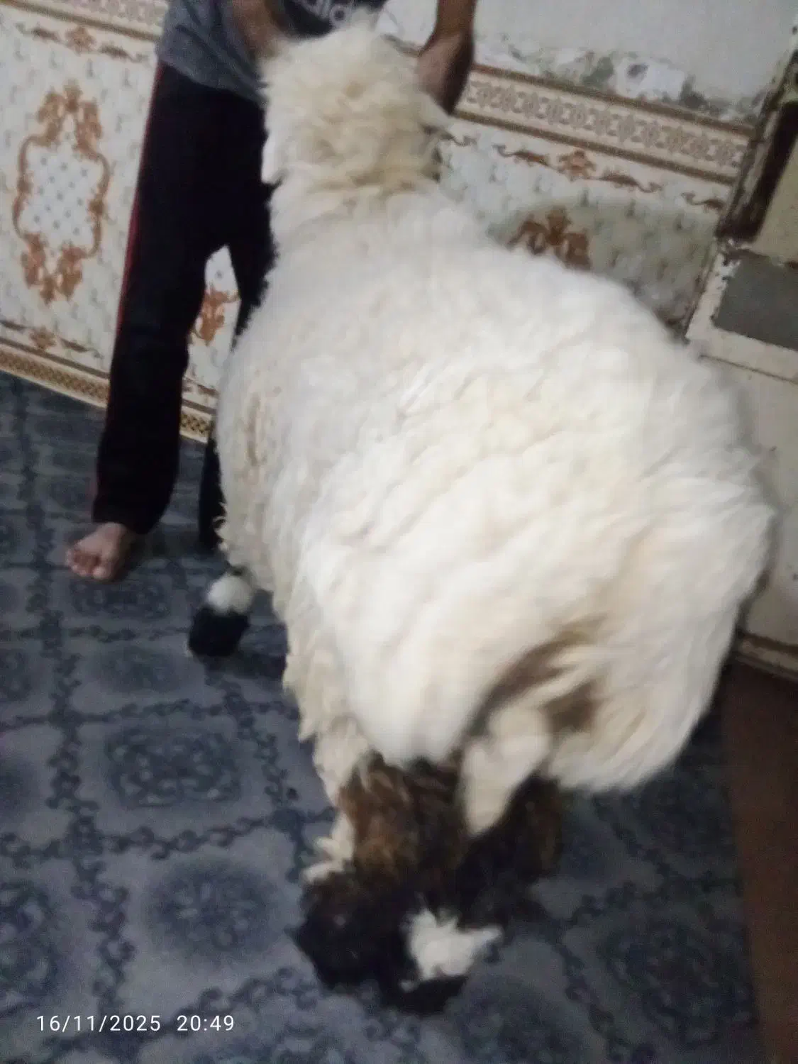 بره نر چاق چله|حیوانات مزرعه|نهبندان, |دیوار