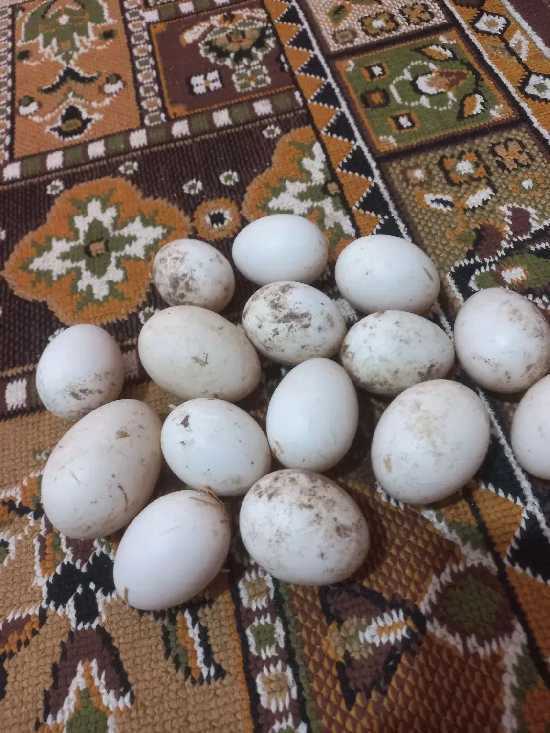 تخم اردک خارجی اسرایلی تازه و نطفه دار|حیوانات مزرعه|مزرعه کتول, |دیوار