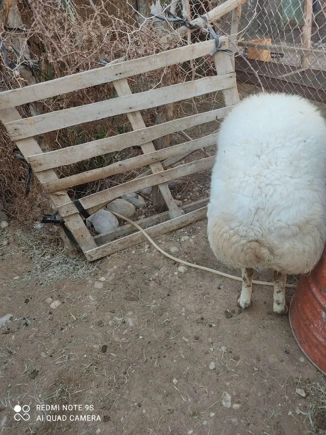 فروش قوچ نر|حیوانات مزرعه|قلعه قاضی, |دیوار