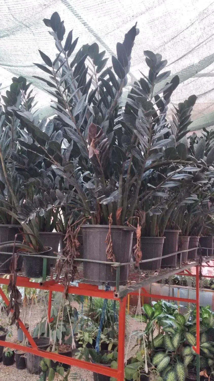 زاموفیلیا سوپر بلک و سبز|گل و گیاه طبیعی|بندر انزلی, کوی آزادگان|دیوار