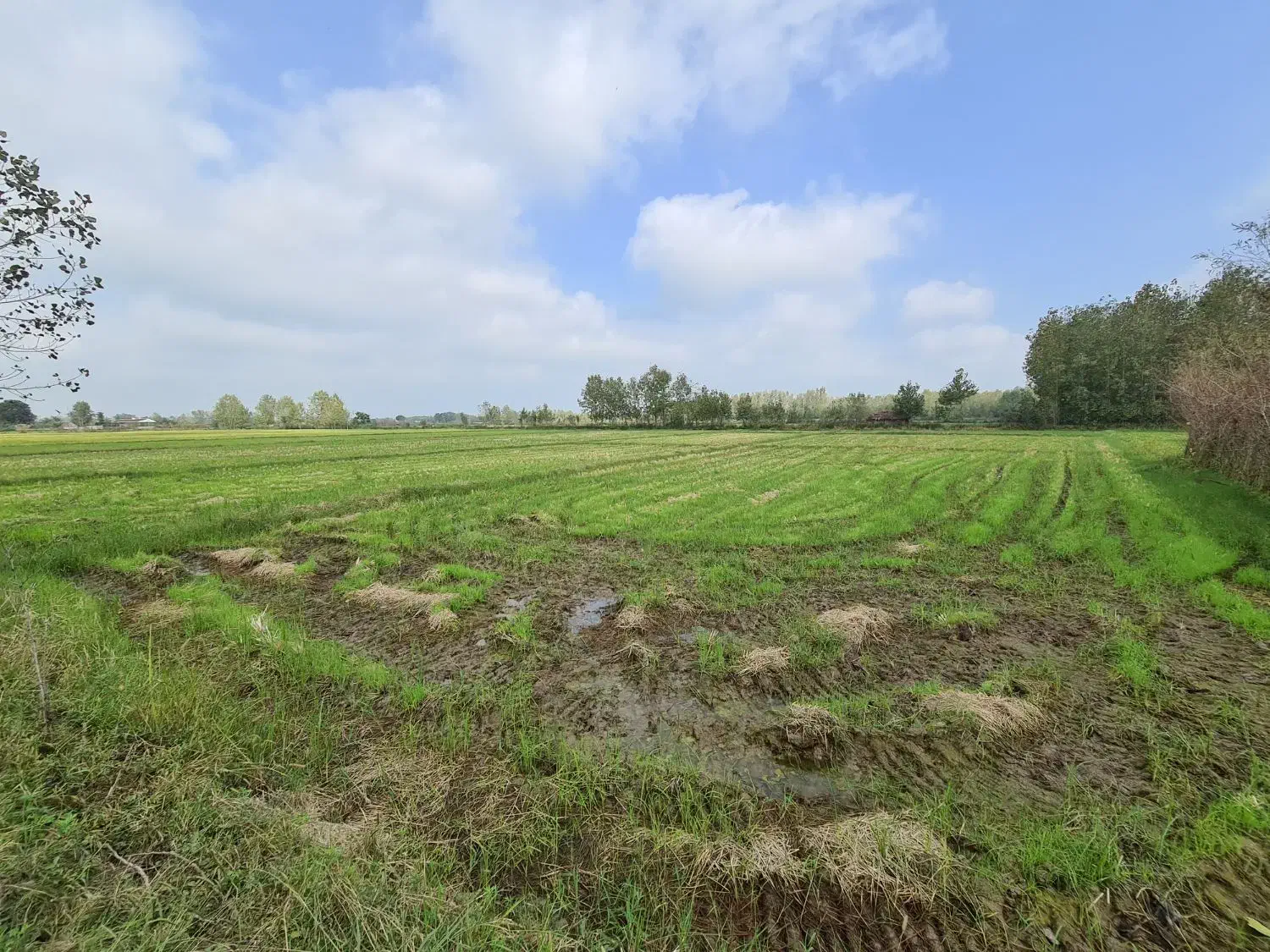 ۲۰۰۰متر زمین کشاورزی کاملا یکدست نزدیک امتیازات|فروش دفتر صنعتی، کشاورزی، تجاری|خمام, |دیوار