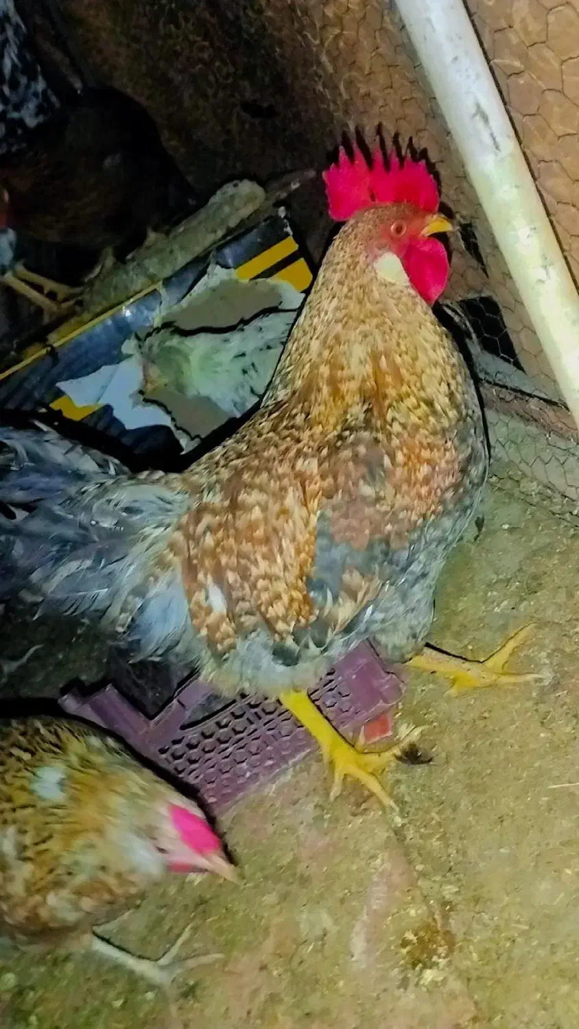 مرغ خروس لری. گلین|حیوانات مزرعه|خمینیشهر, |دیوار