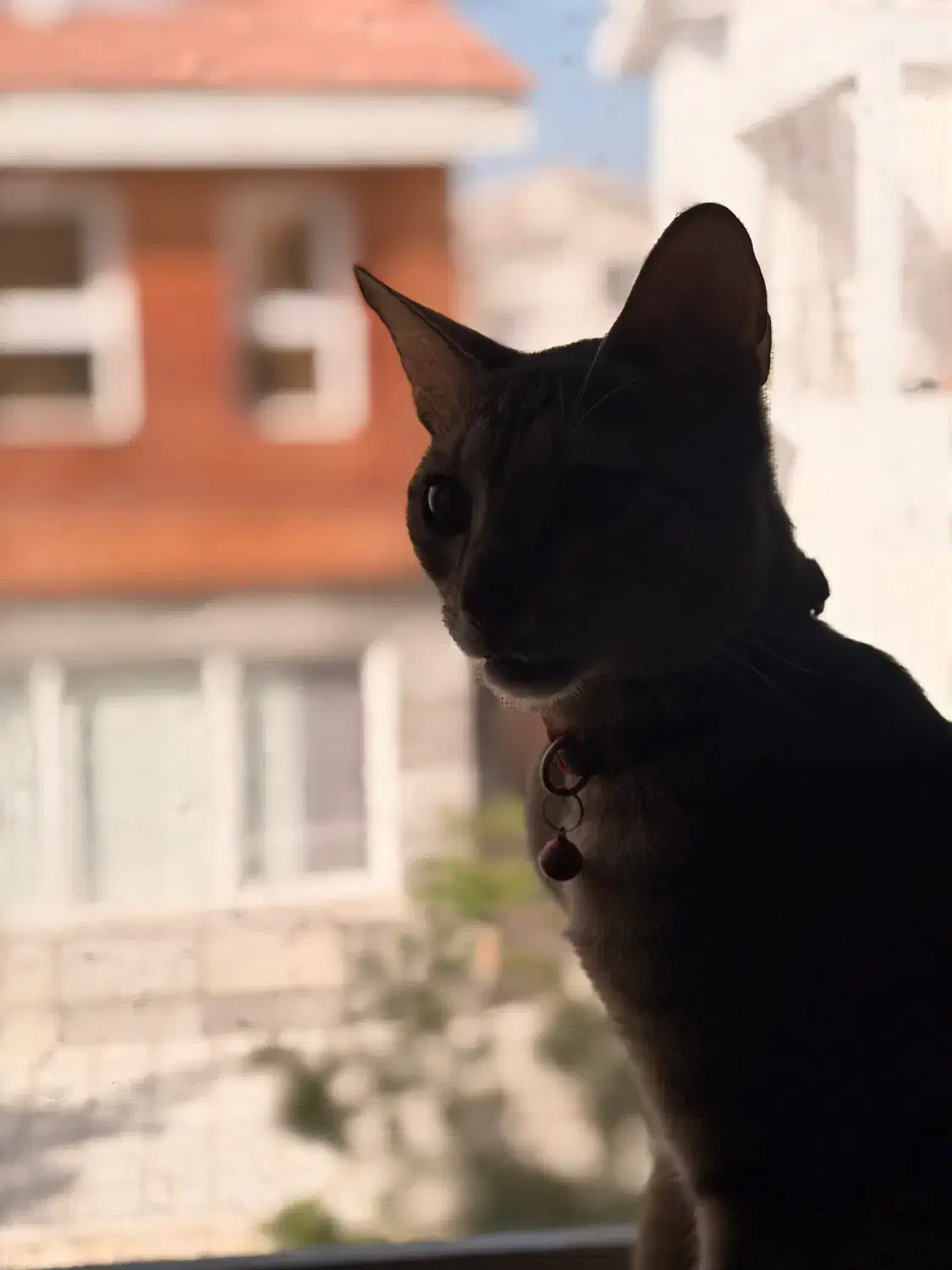 گربه گمشده|حیوانات|کیش, |دیوار