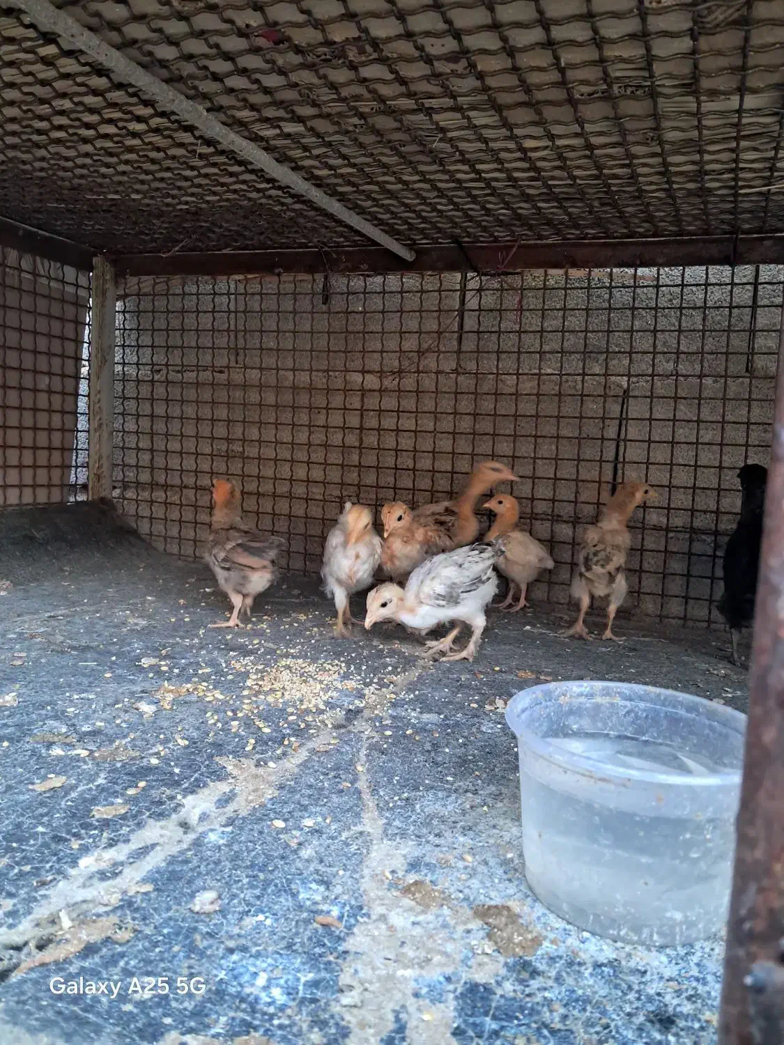 جوجه محلی|حیوانات مزرعه|دهدشت, |دیوار