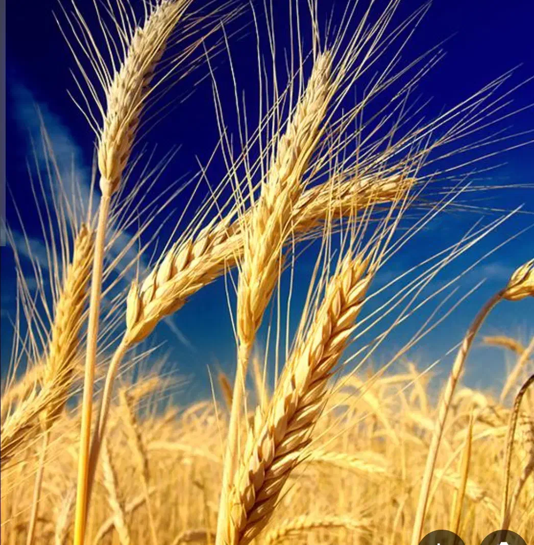 فروش زمین زراعی|اجارهٔ دفتر صنعتی، کشاورزی، تجاری|رستم, |دیوار