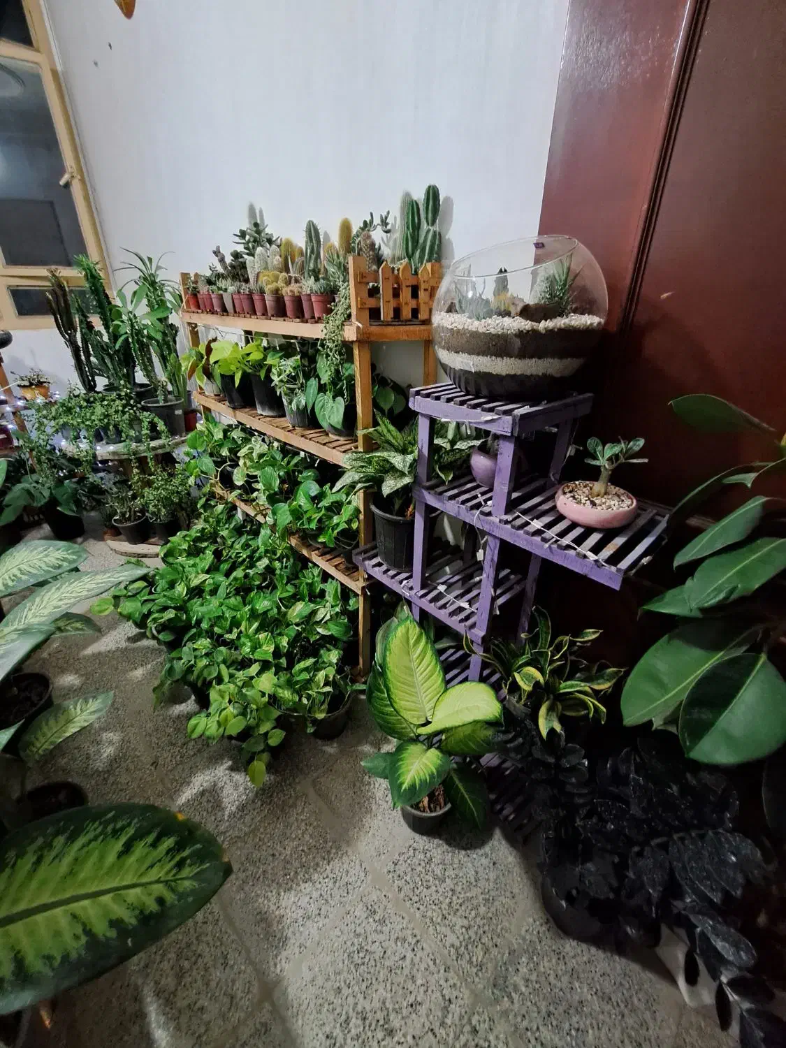 فروش فوقالعاده گل های آپارتمانی|گل و گیاه طبیعی|بیرجند, |دیوار