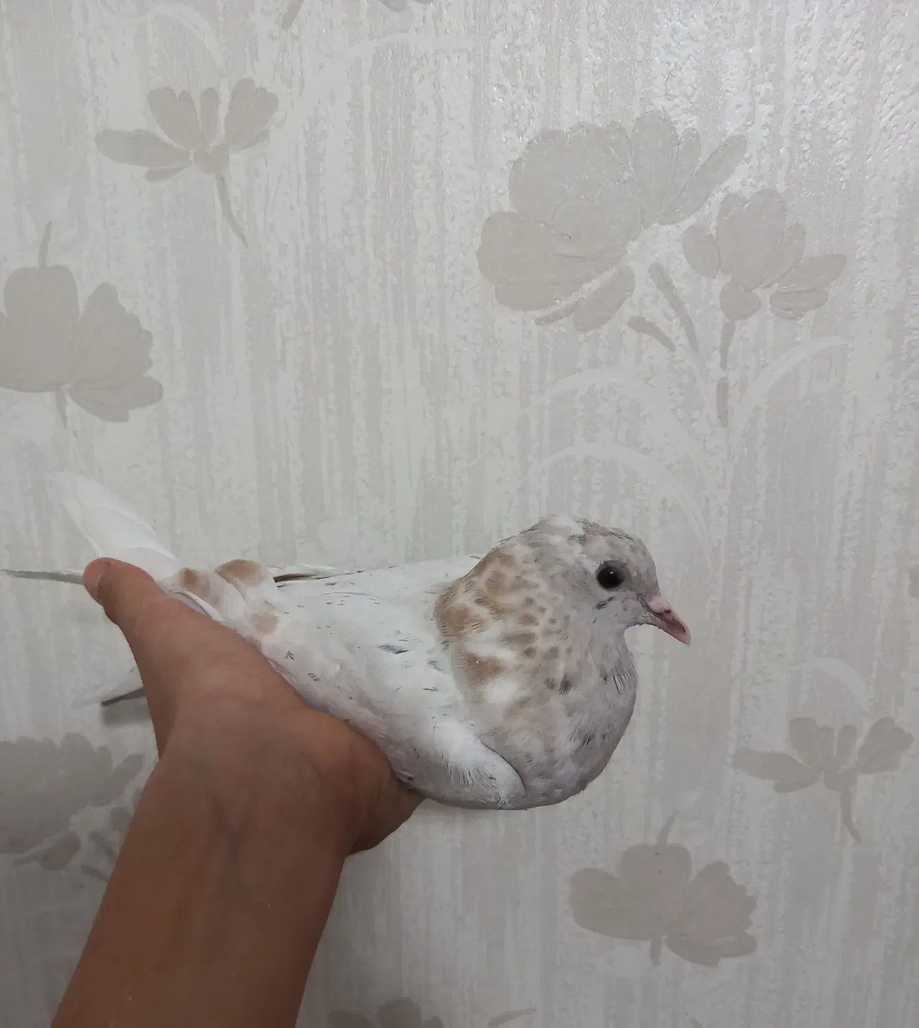 یک جفت جوجه کبوتر پرشی قاره و سرور|پرنده|ملارد, |دیوار