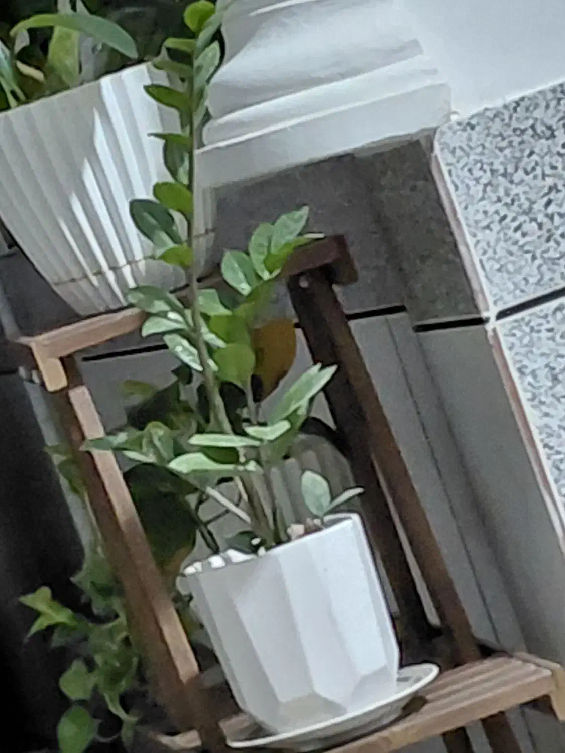 گل زینتی|گل و گیاه طبیعی|نگین شهر, |دیوار