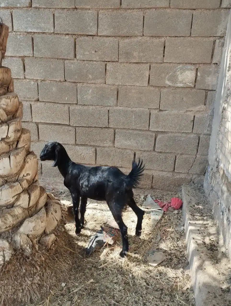 دوعددبز نجدی وزن سنگین|حیوانات مزرعه|بندر ماهشهر, |دیوار