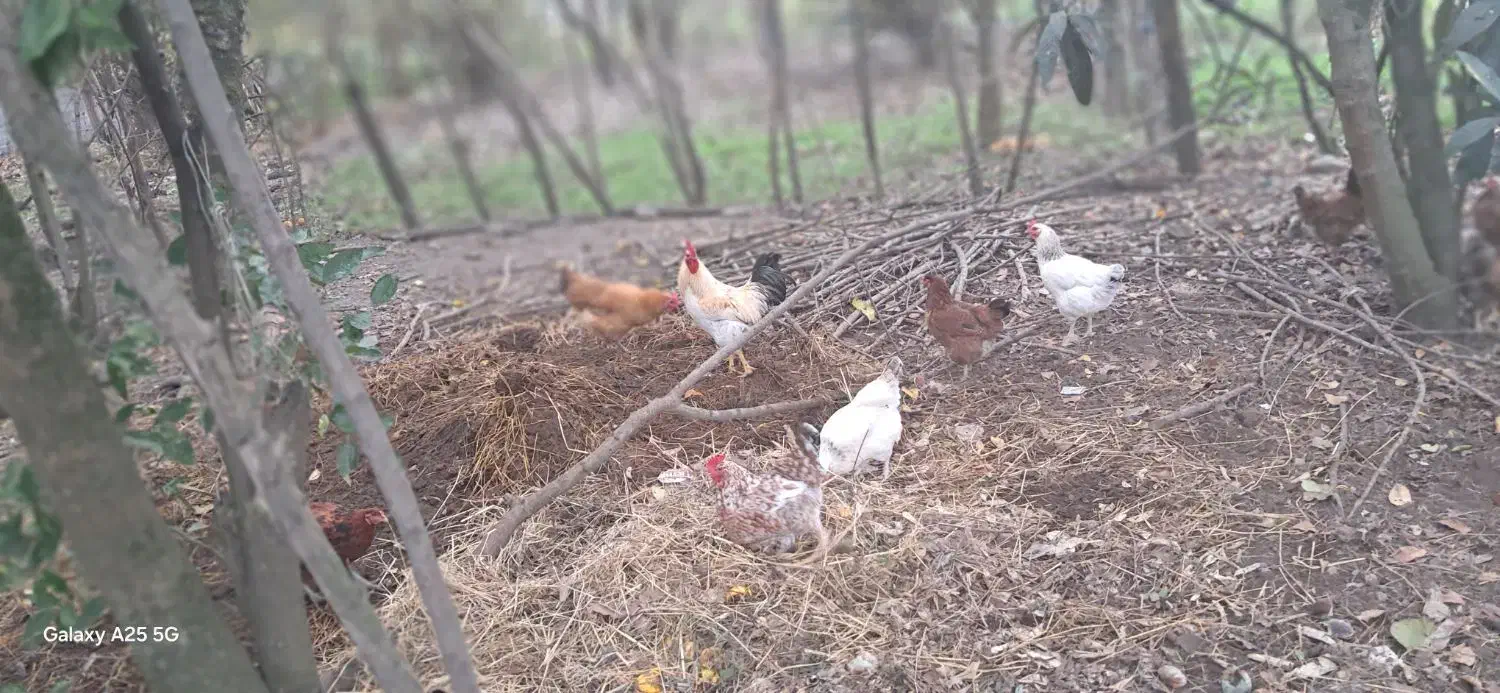 خروس بزرگ سالم وسر حال|حیوانات مزرعه|ماسال, |دیوار