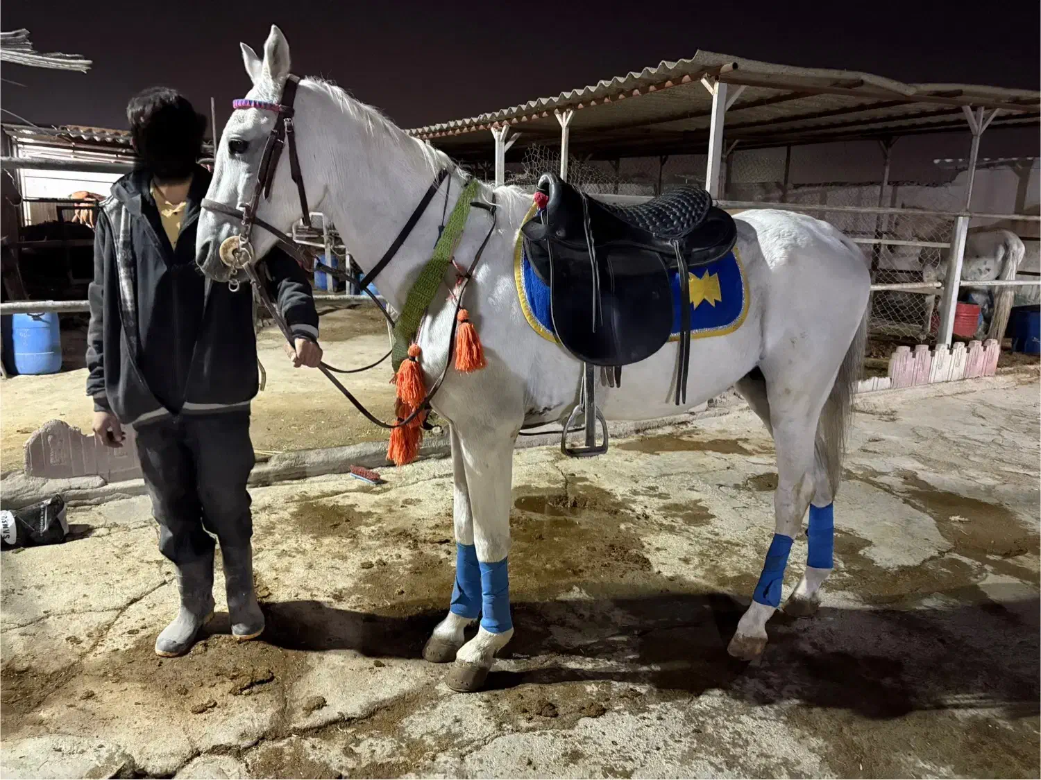 فروش اسب|اسب و تجهیزات اسب‌سواری|باقرشهر, |دیوار