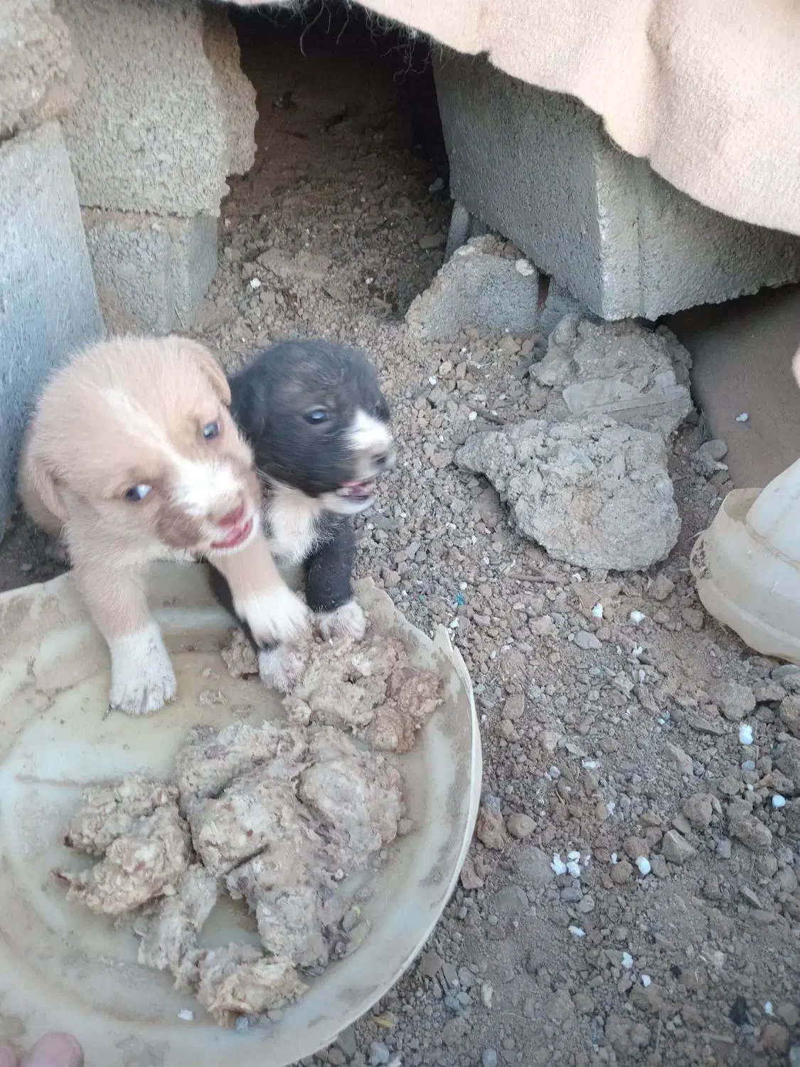 توله پا کوتاه واگذاری|سگ|شازند, |دیوار