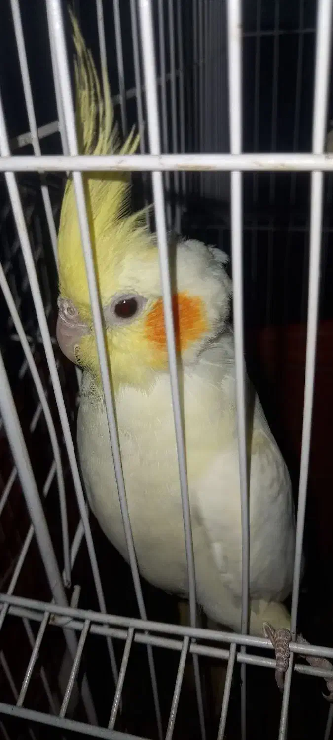 عروس هلندی مولد به همراه جوجه|پرنده|ماهدشت, |دیوار