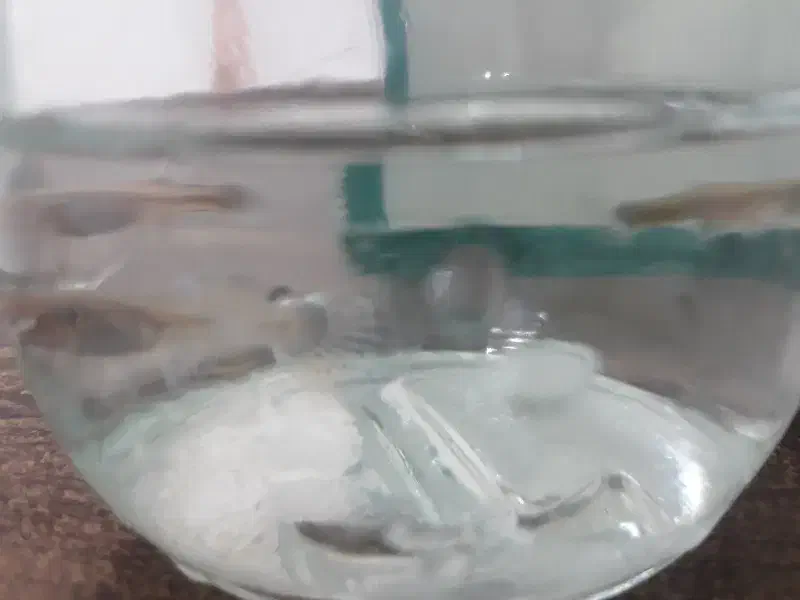 ماهی گوپی|ماهی|اسفراین, |دیوار