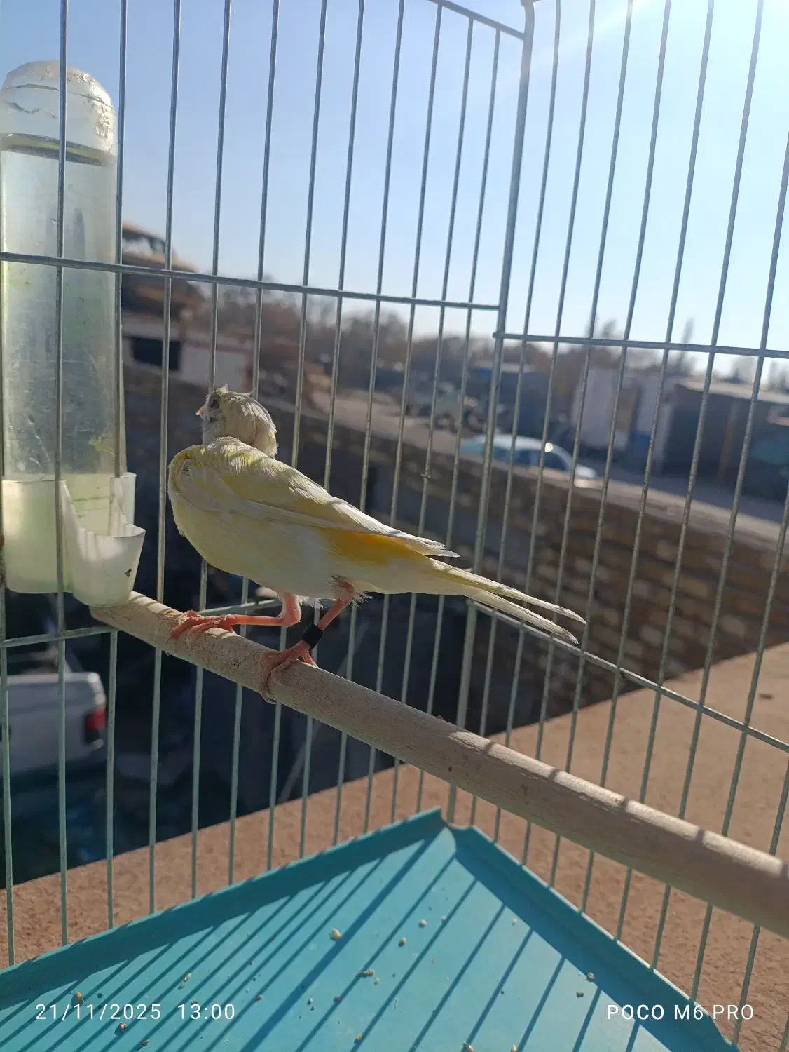 قناری ماده زرد و سفید|پرنده|قزوین, |دیوار