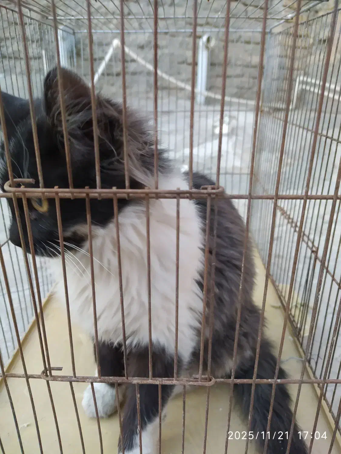 گربه خانگی|گربه|کرمانشاه, |دیوار