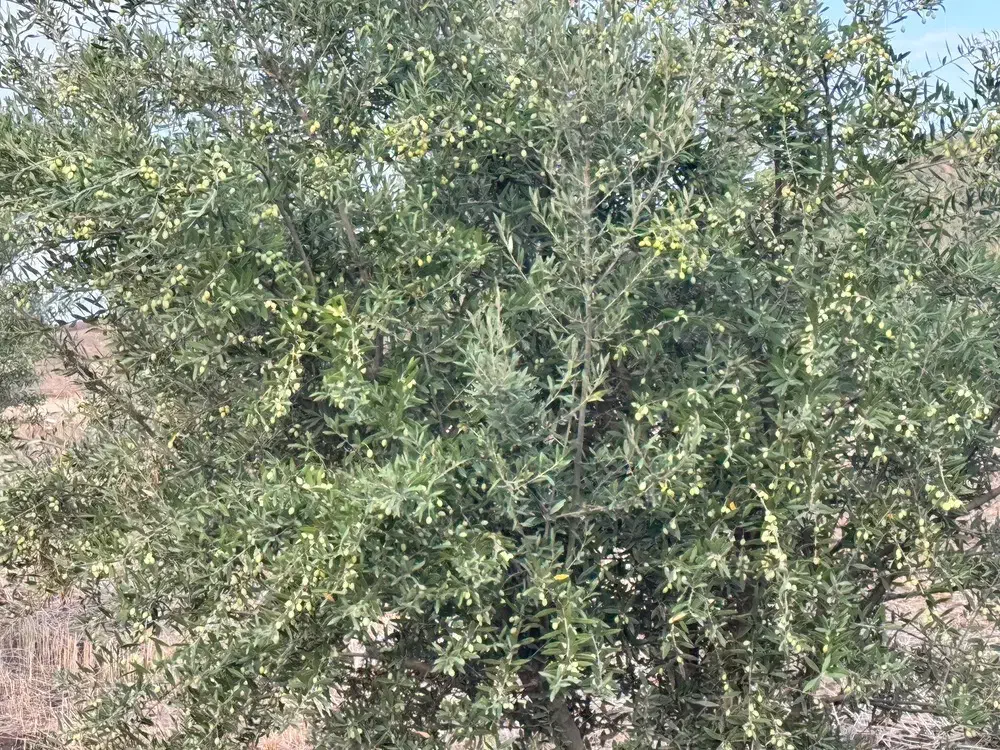 باغ زیتون و کشاورزی با تخفیف ویژه|فروش زمین و ملک کلنگی|مینودشت, |دیوار