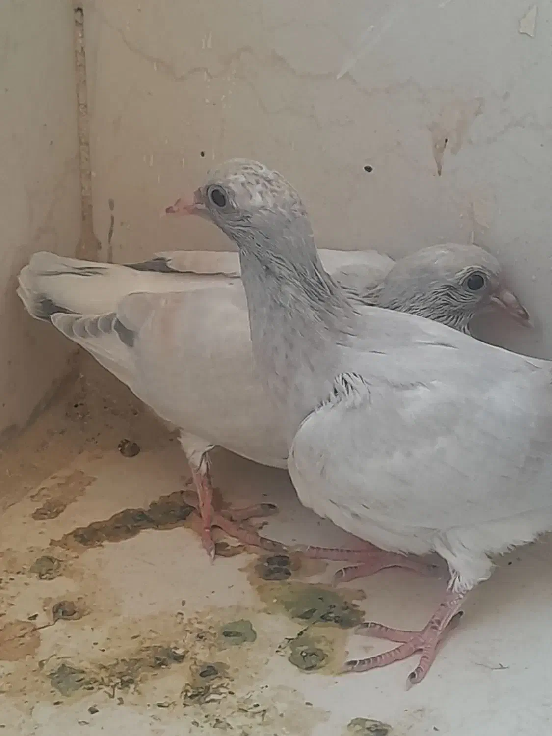 شامی|پرنده|خورموج, |دیوار