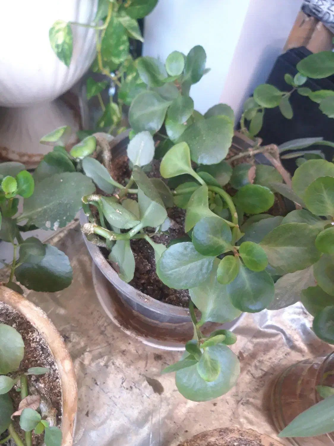 گلدان سانسوریا، پتوس، قاشقی|گل و گیاه طبیعی|اصفهان, طامه|دیوار