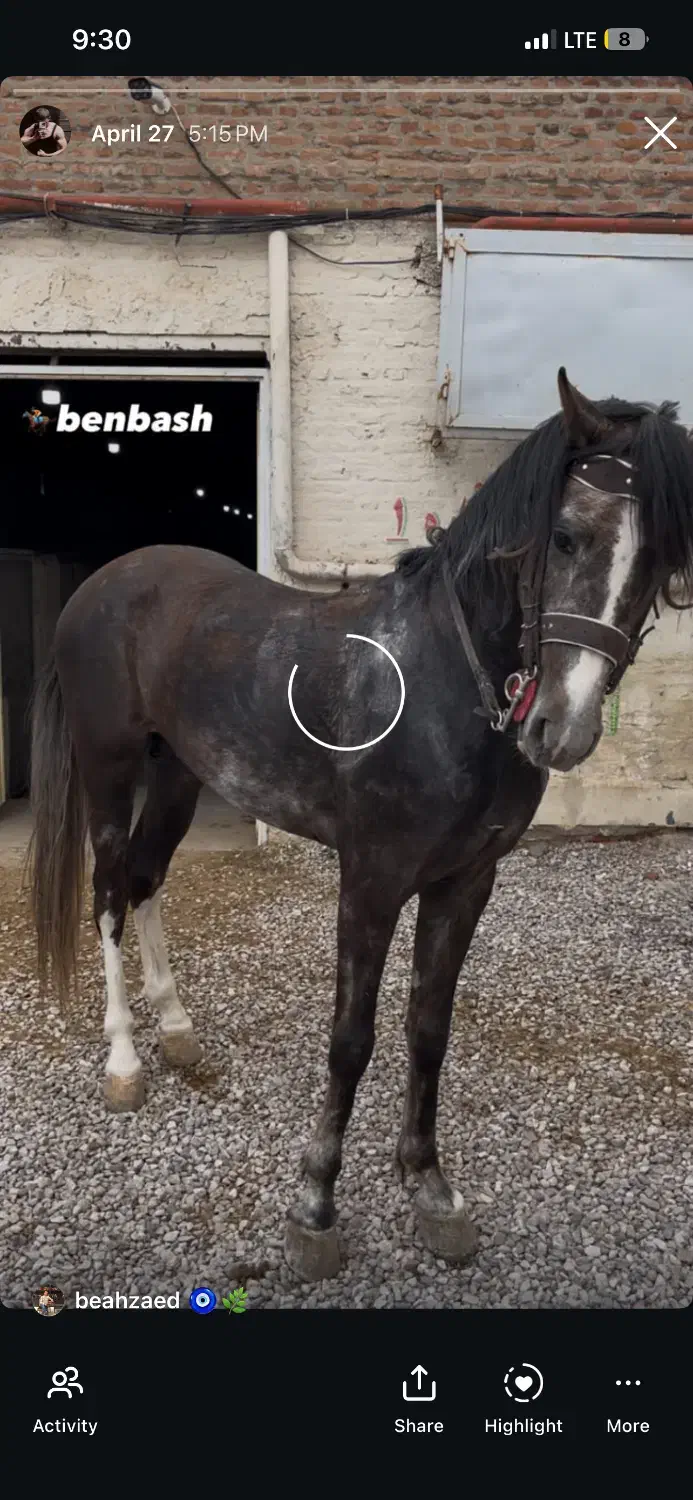 اسب|اسب و تجهیزات اسب‌سواری|مراغه, |دیوار