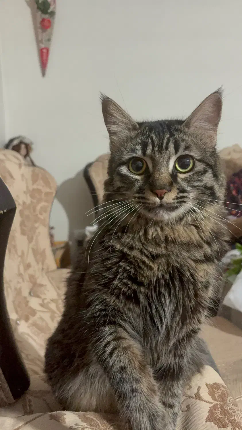 گم شده|حیوانات|کرج, شاهینویلا|دیوار