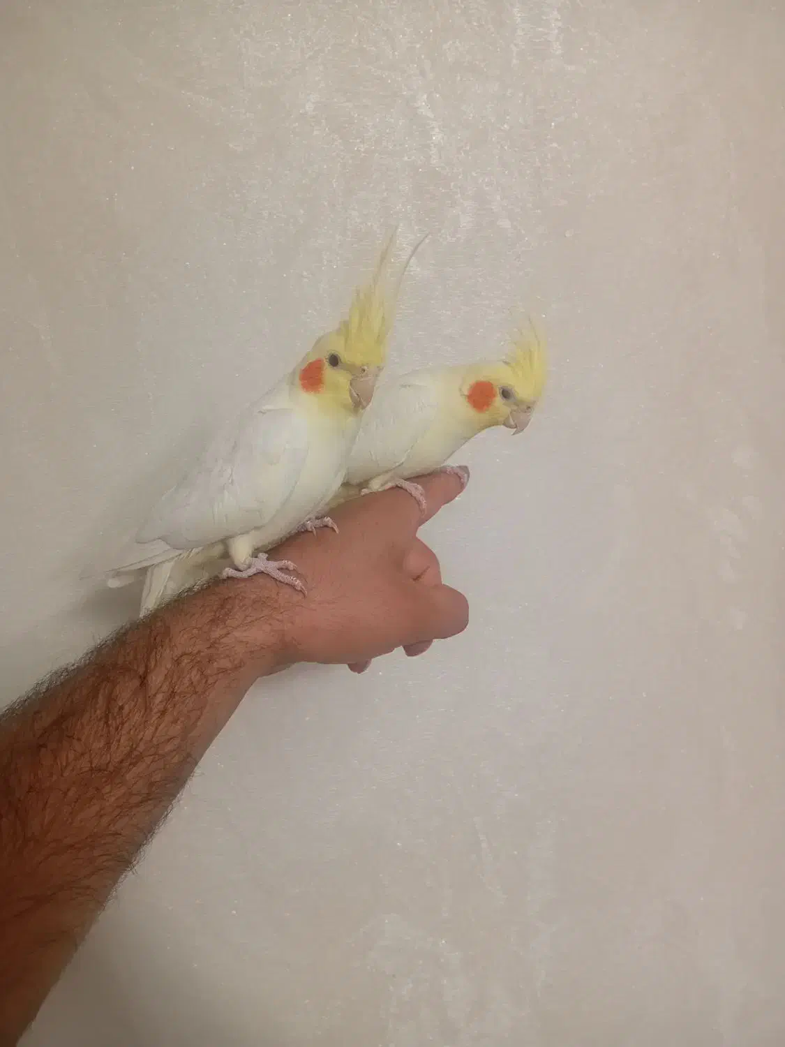 عروس هلندی|پرنده|اسلام‌شهر, شهرک مفیدی|دیوار