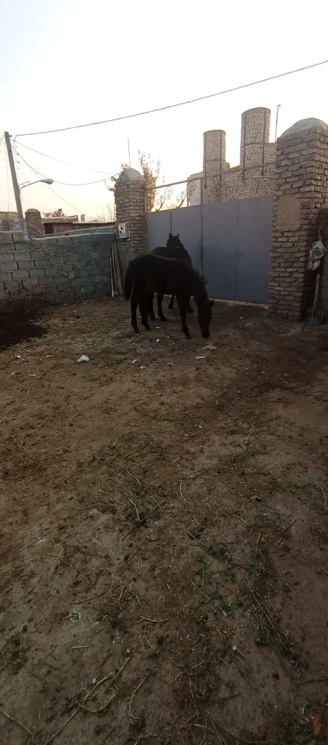 اسب سیاه|اسب و تجهیزات اسبسواری|خوی, |دیوار